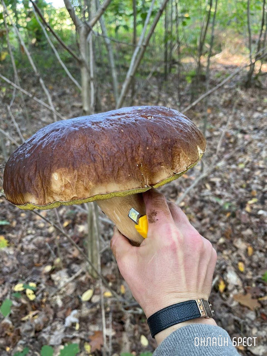 Брестчанин: Сходил в Бельгии в лес за грибами и вот что получилось :)