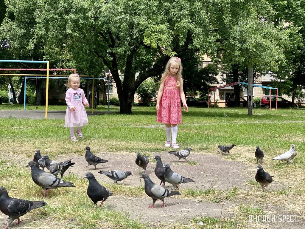 Дети и голуби. Дворы Бреста