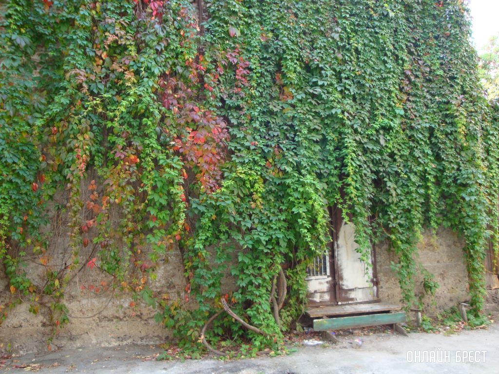 Во дворе дома по ул. Советской, 107 в Бресте срубили виноград. Более 20 лет зелень радовала не только жильцов дома, но и посетителей двора