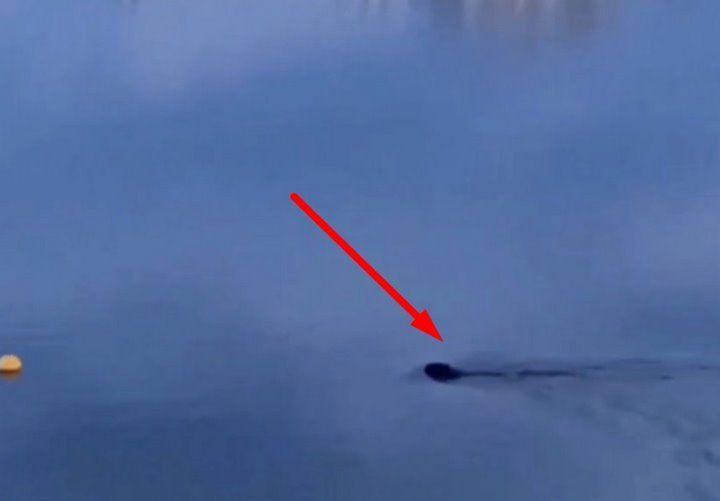 А вы видели как в Бресте на Гребной плавает бобр? Вот видео