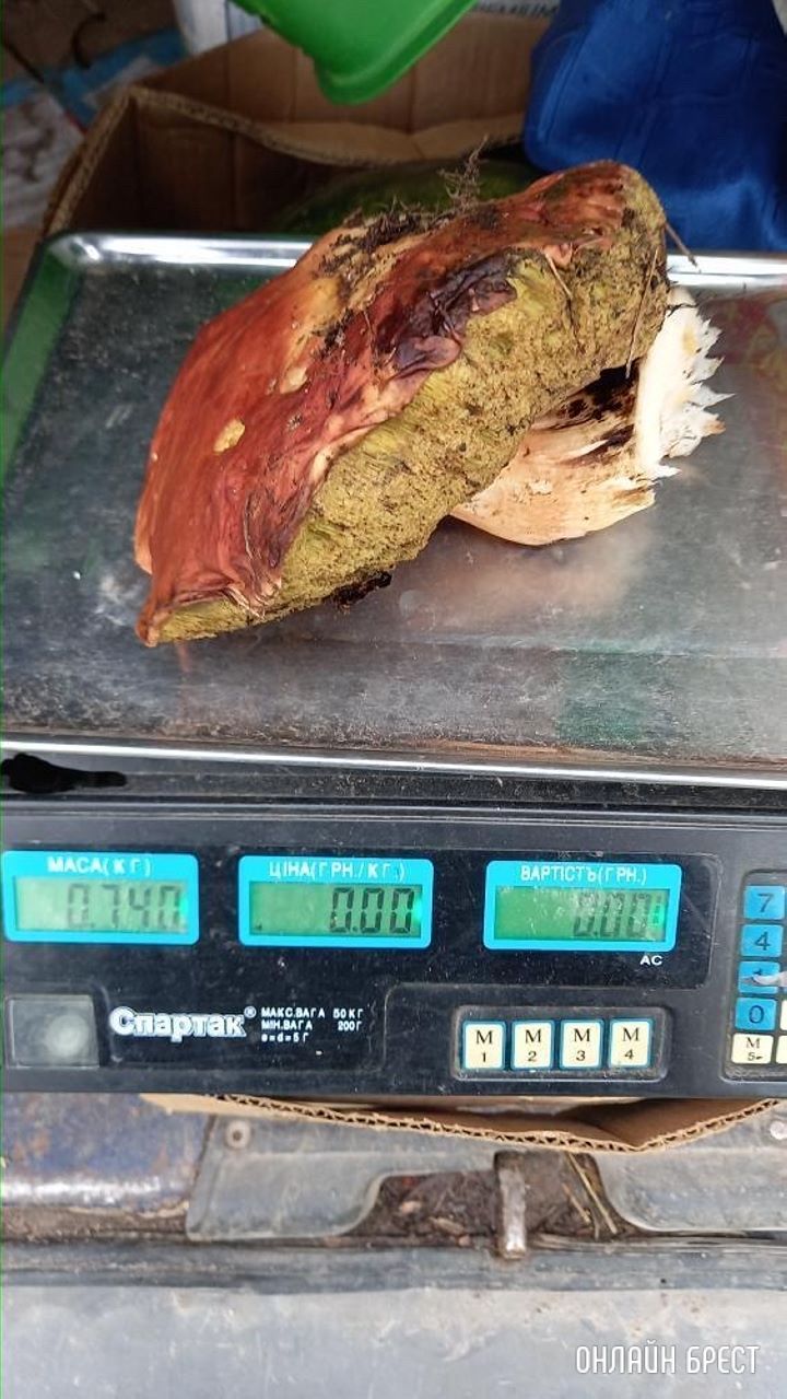 Брестский район, агрогородок Страдечь. 740 грамм. Не червивый