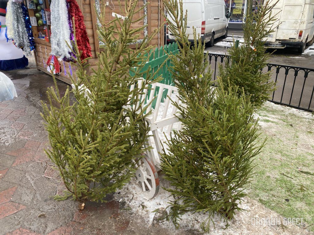 Читатель: Новогодняя улица Гоголя в Бресте. Фото сделаны вчера