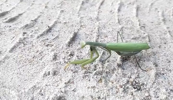 Вот такой богомол водится у нас в Бресте