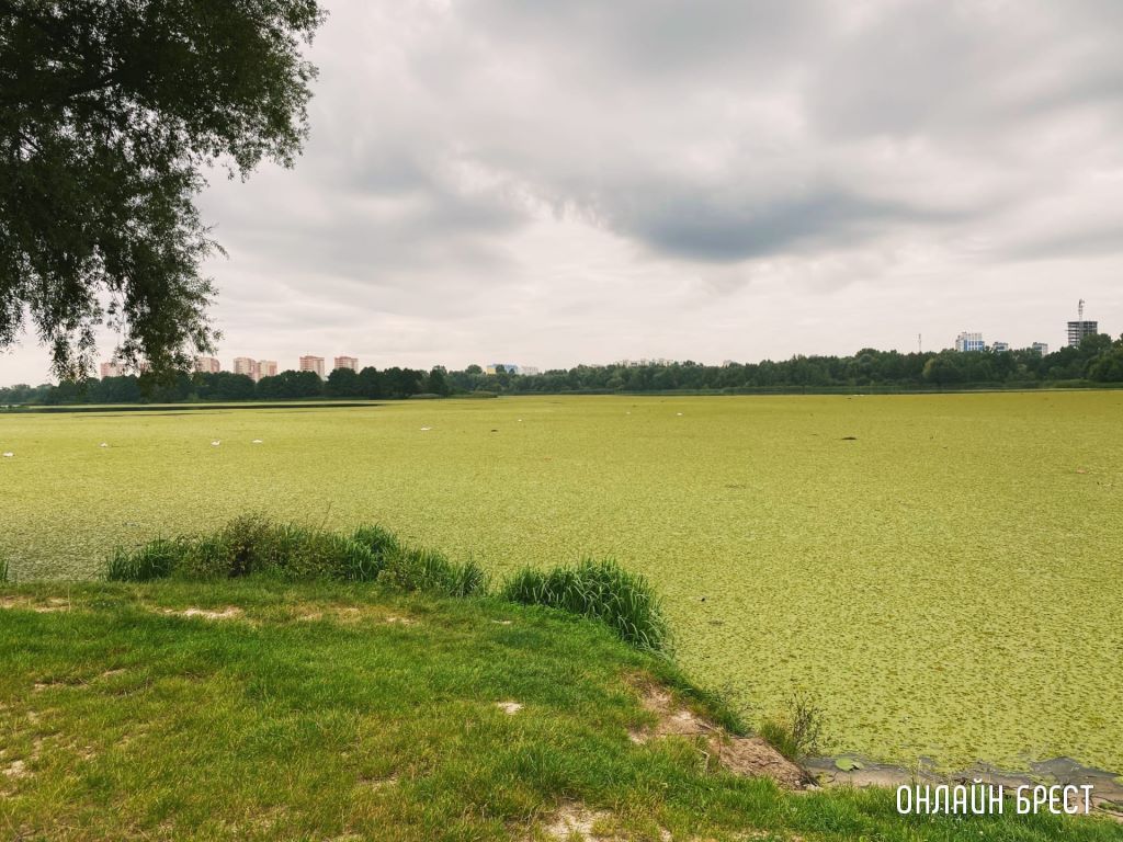 Брест, Набережная. Мухавец затянуло полностью