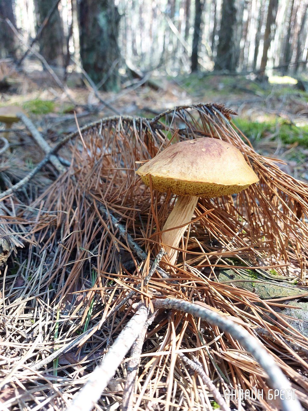 Читатель: Лесная благодать на Брестчине: природа, тишина, грибы, ягоды и чистый воздух