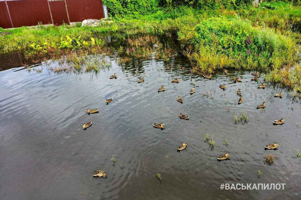 Вот так подтопило участки в Бресте