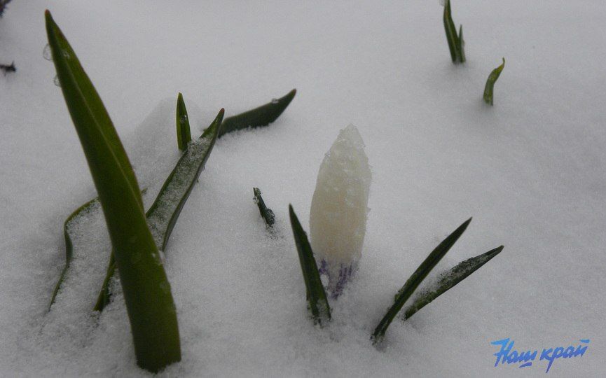 Вот такая весна. В Барановичах выпал снег