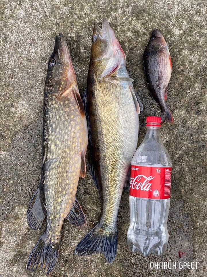 Улов брестчан на Мухавце