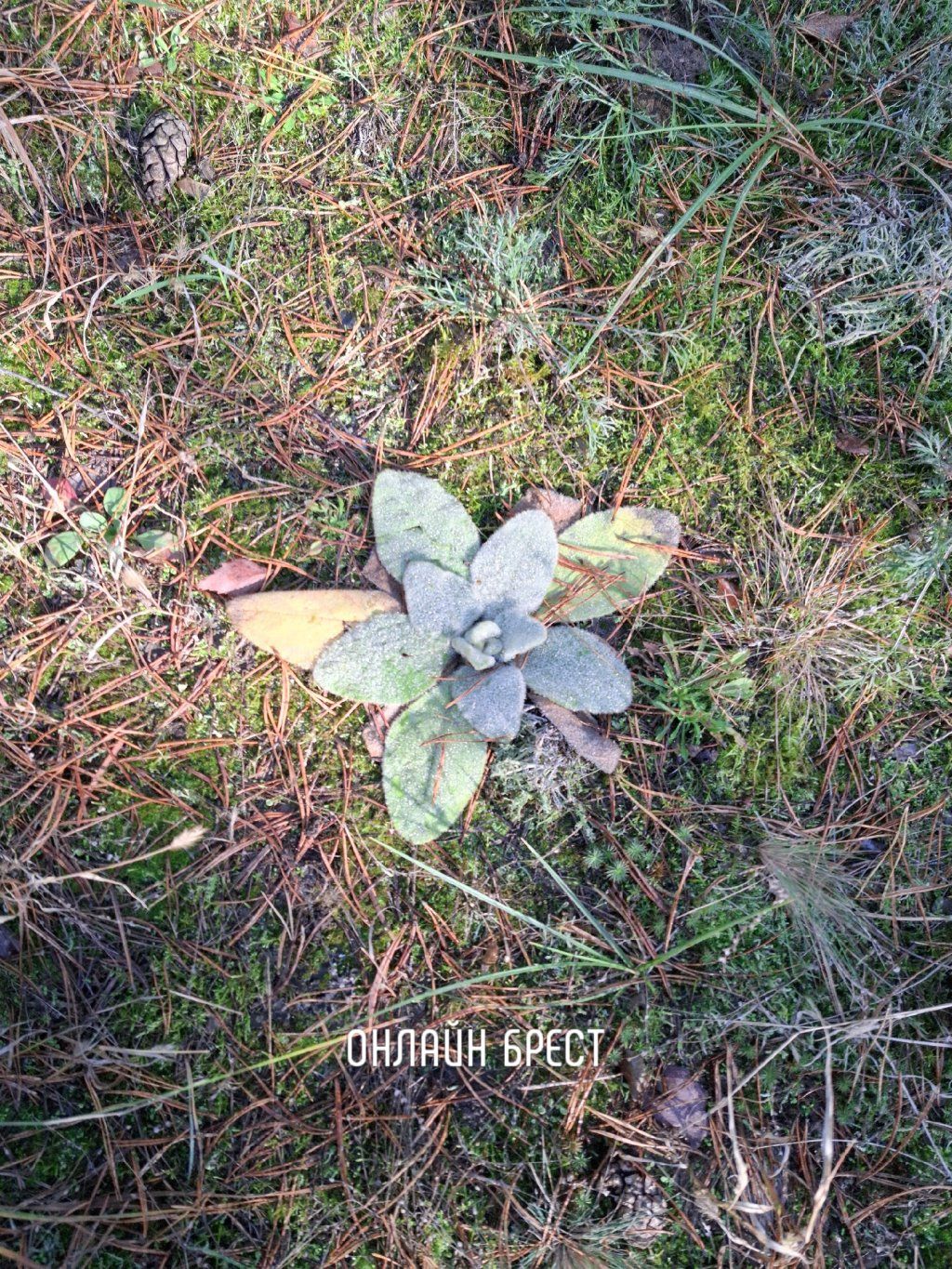 Читатель: Собирали грибы в лесу и заметили такое необычное растение. Может, кто из читателей знает, что это за красота?