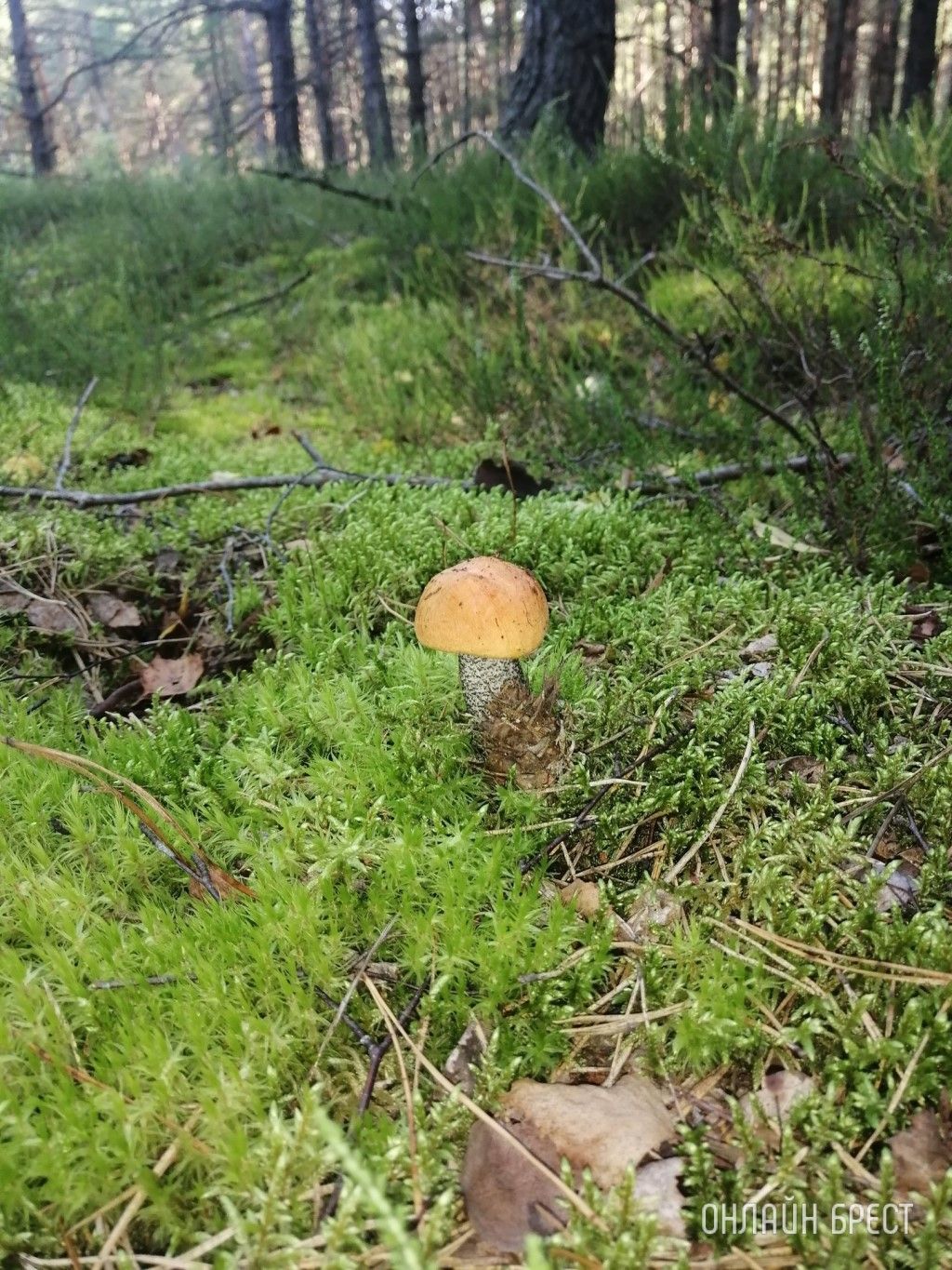 Читательница: Мой грибной «улов». Малоритский район, 6 августа