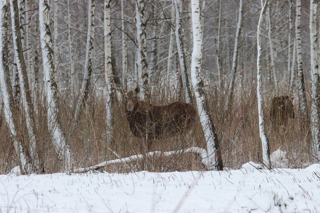 Брестская область, Пинский район. Апрельский заснеженный лес и лоси