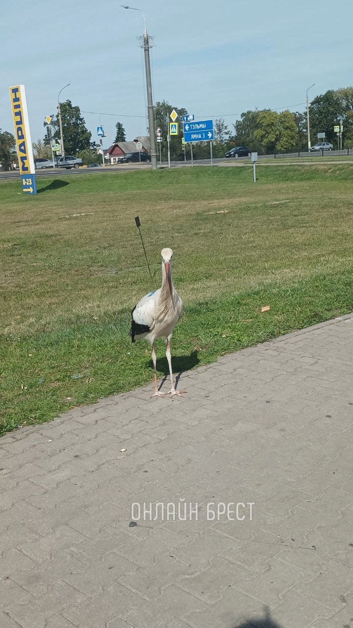 Читатель: Разве аисты ещё не улетели? Или этот потеряшка?