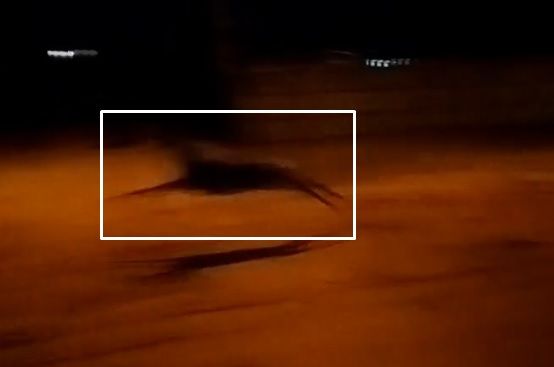 Читатель: Неожиданный гость. Видео снято пару дней назад в Брестской районе в аг. Страдечь