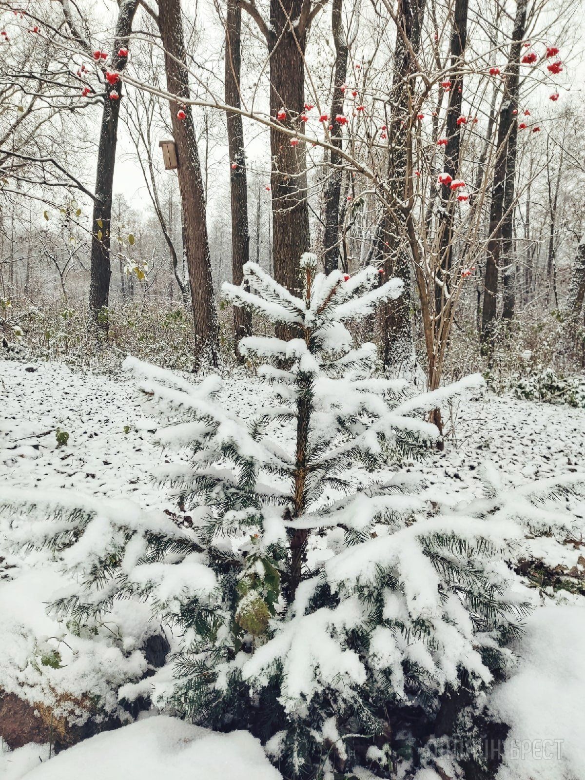 Первый снег  в Жабинке!