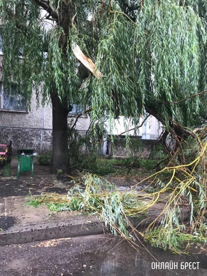 Вчера в Бресте на Октябрьской Революции сломалась большая ветка у дерева
