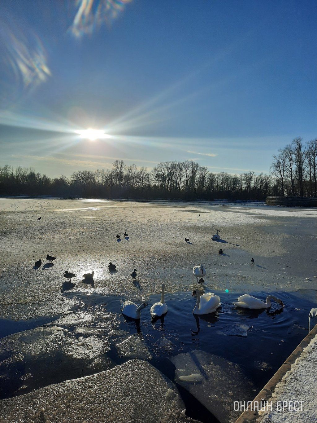 Читатель: Красиво! Лебеди на Набережной Бреста
