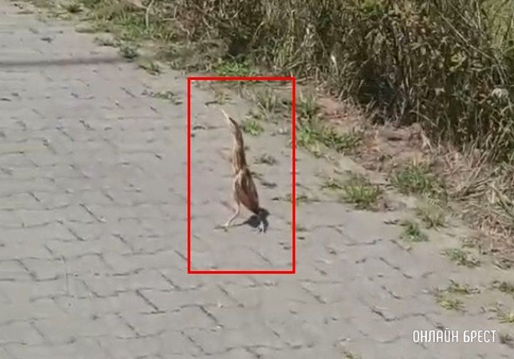 Читатель: Выпь возле Гребного канала в Бресте