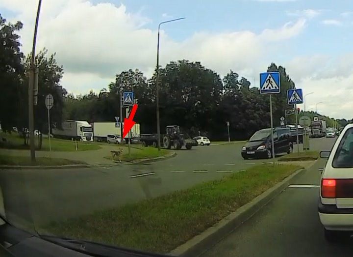 Очевидец: В Бресте собака показала, как нужно переходить дорогу :)