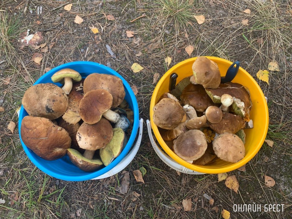 Читатели продолжают делиться фотографиями «грибной охоты»