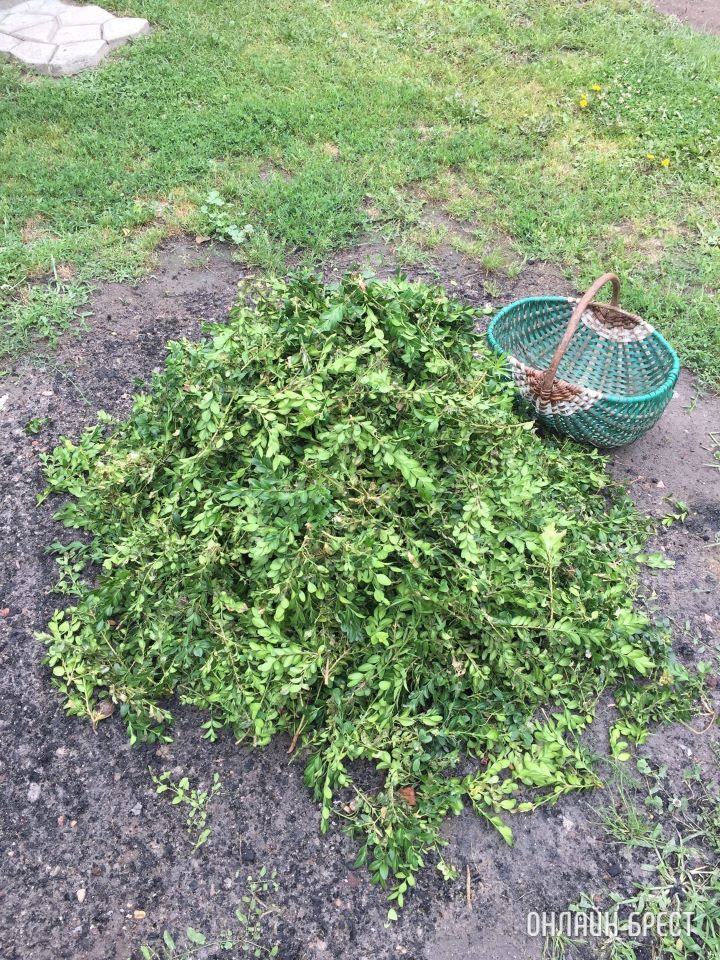 Нужна помощь! Чем можно истребить гусеницу «Огневку»? Съедает самшит на глазах