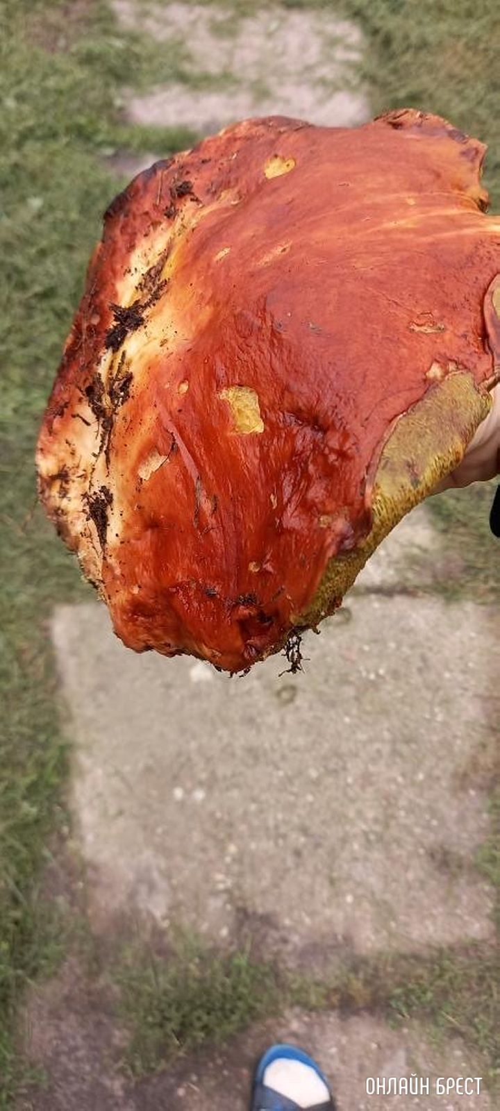 Брестский район, агрогородок Страдечь. 740 грамм. Не червивый