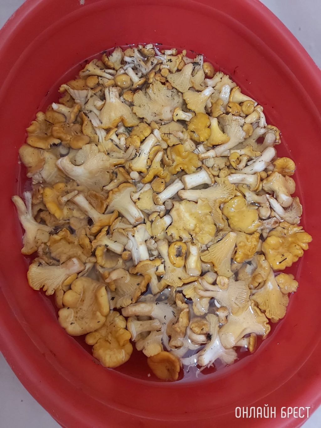 Грибная «охота» в Малоритском районе