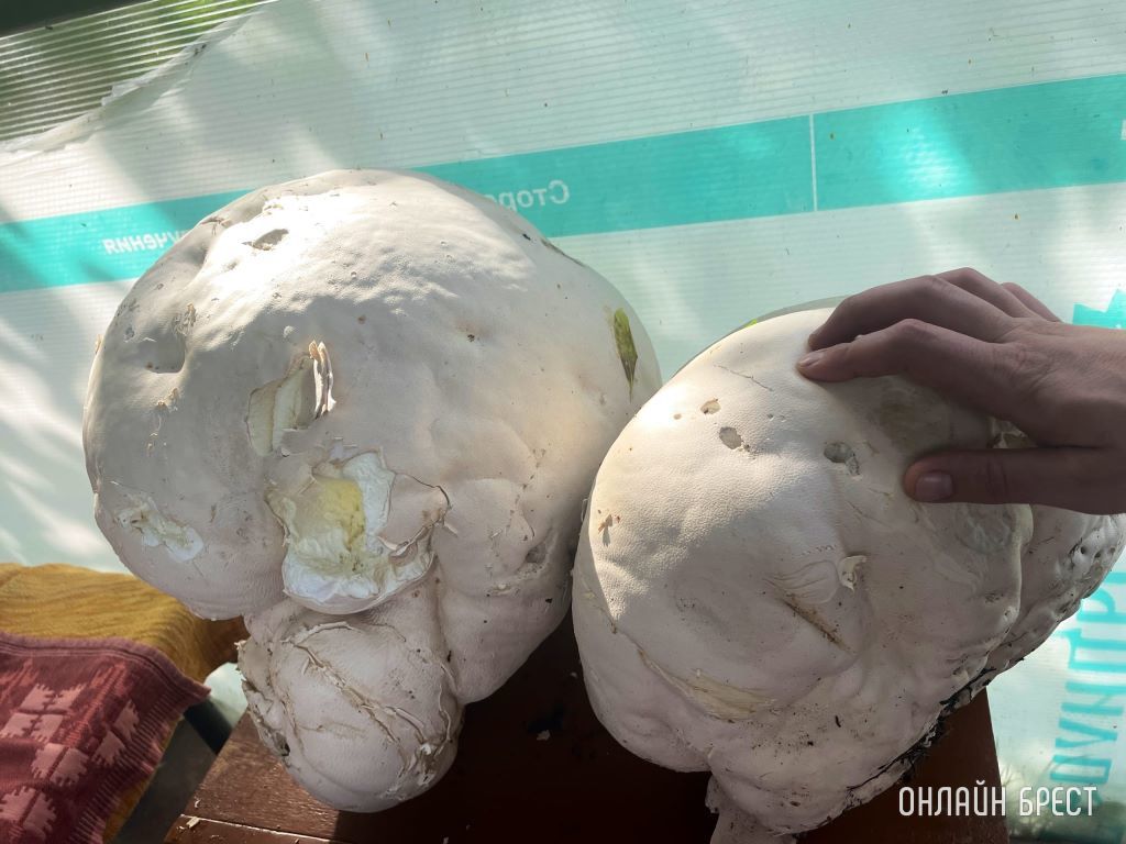 Раз уж дело пошло о грибах, то вот вам огромные дождевики