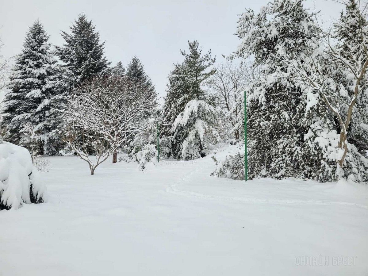 Читатель: Зимняя сказка в дендрарии БрГУ им. А.С.Пушкина