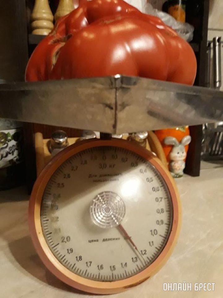 Вот такой огромный помидор вырастила моя мама :)