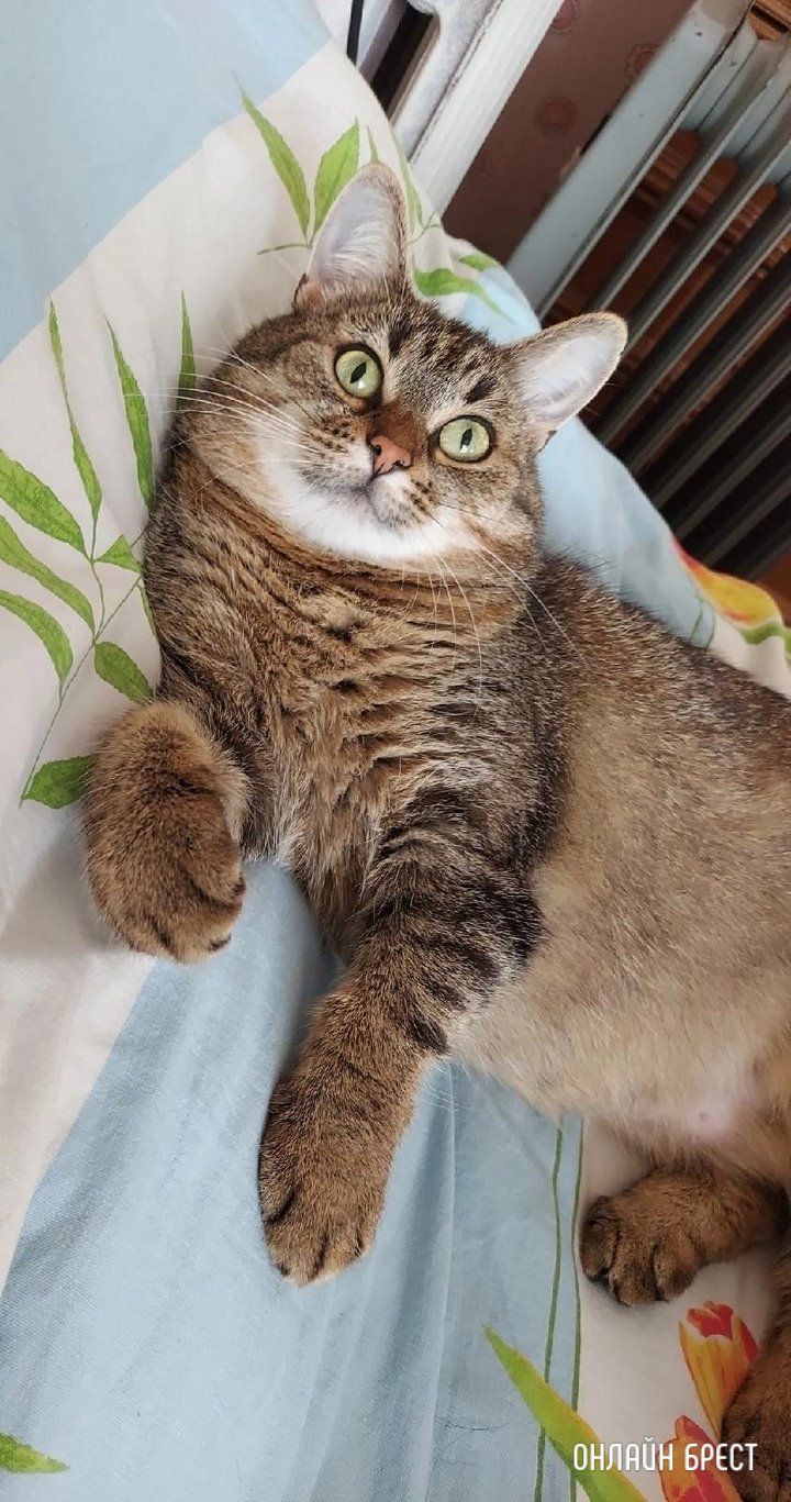 Читатель: Пропала кошка. Ситуация произошла ночью 7 июля на автодороге Минск-Брест