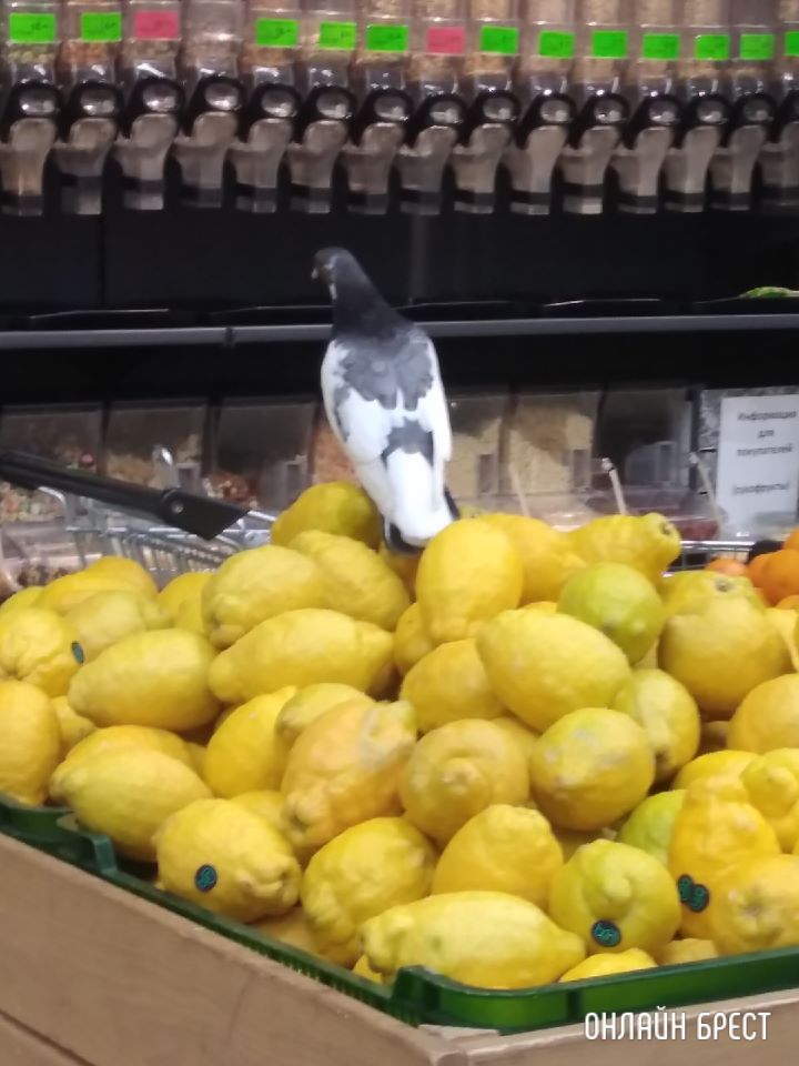 Голубь посетил Евроопт на Варшавском шоссе в Бресте :)