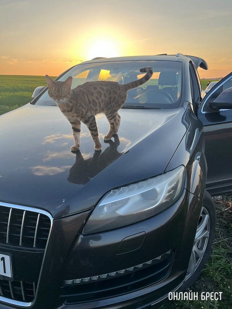 Читатель: Прошу помощи. 20 июня в районе д.Бульково потерялась Бенгальская кошка