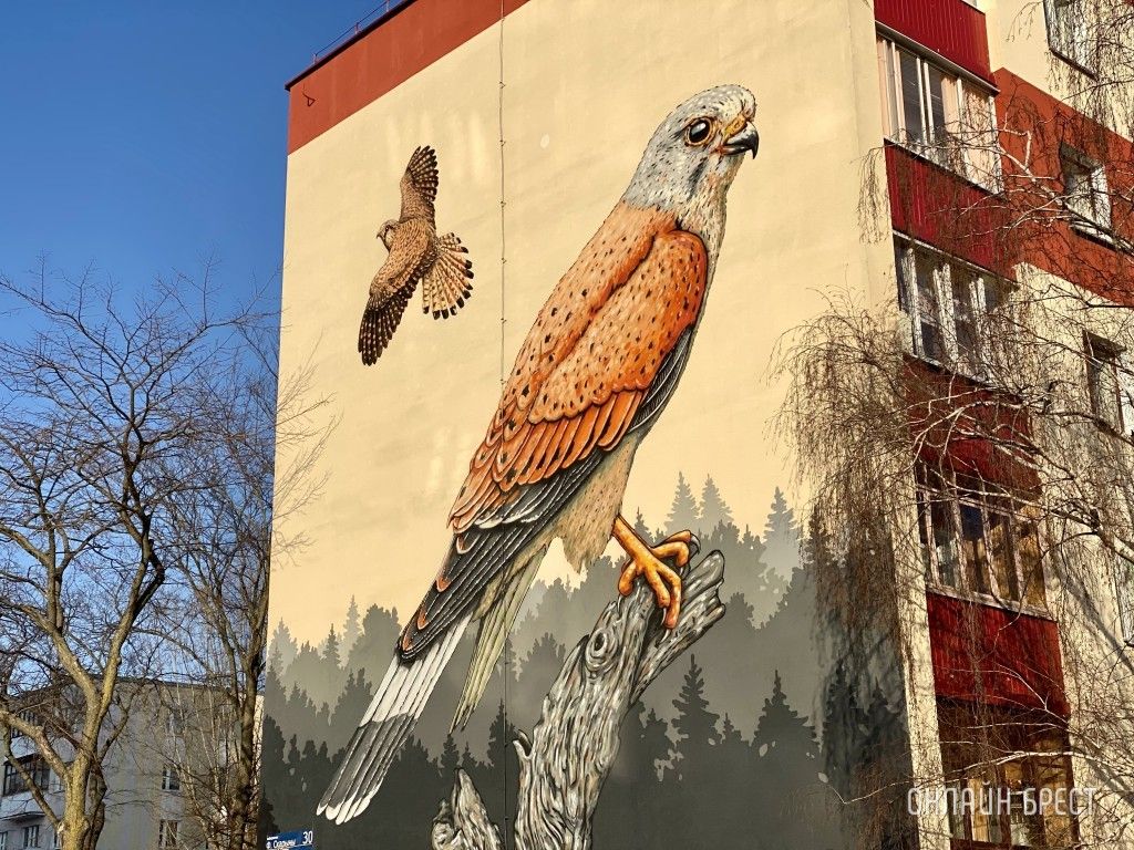 Читатель: Как красиво! Мурал с соколом-пустельгой на Набережной Франциска Скорины в Бресте