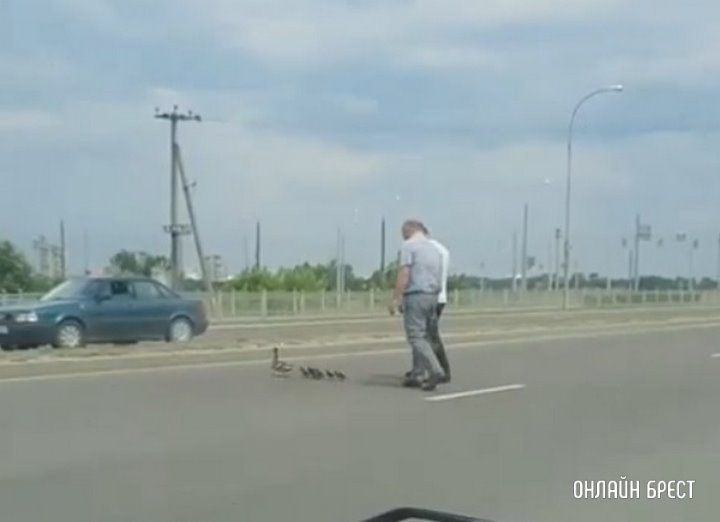 Читатель: Посмотрите, как сегодня в Бресте уточка с утятами переходила дорогу. Очень внимательные и добрые водители им помогли