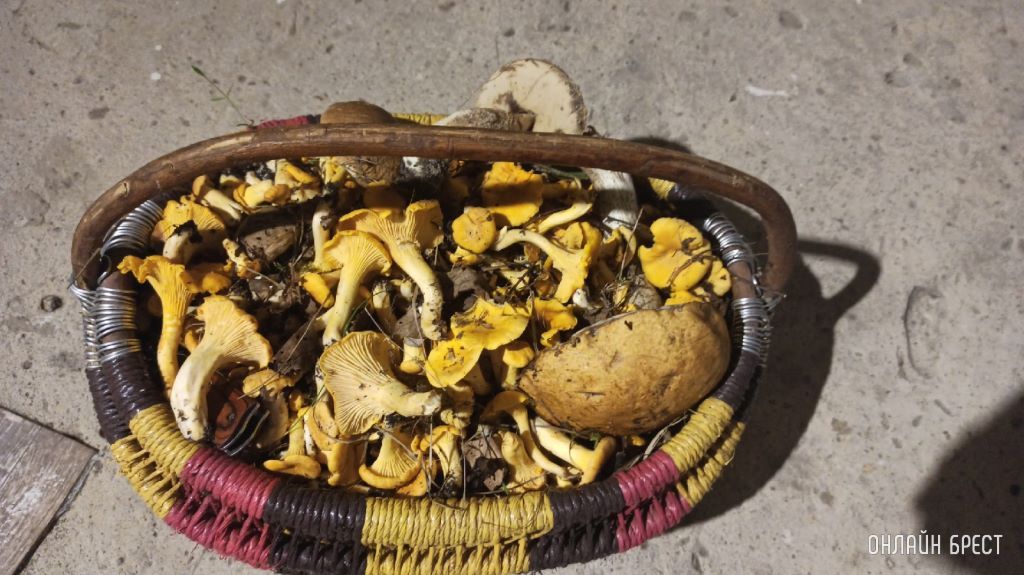 Читатели продолжают делиться фотографиями «грибной охоты»