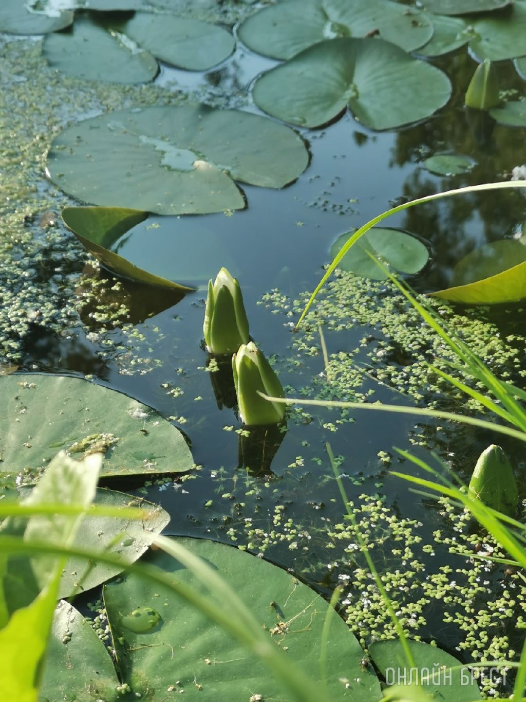 Посмотрите, как красиво! Фото сделаны в Брестской области