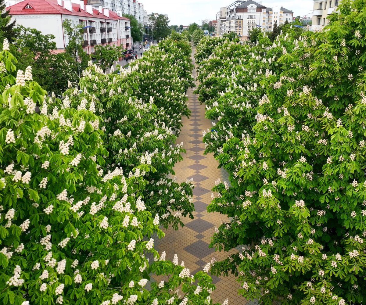 Посмотрите, как красиво цветут каштаны в Бресте