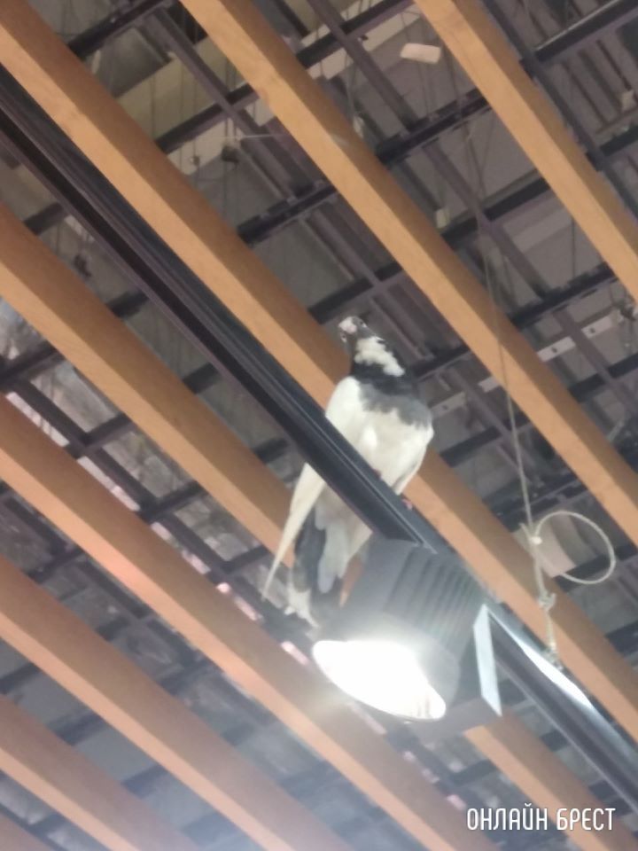 Голубь посетил Евроопт на Варшавском шоссе в Бресте :)