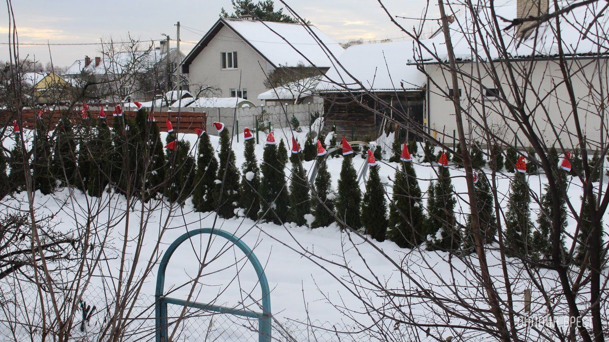 Читатель: Туи к Новому году готовы :)