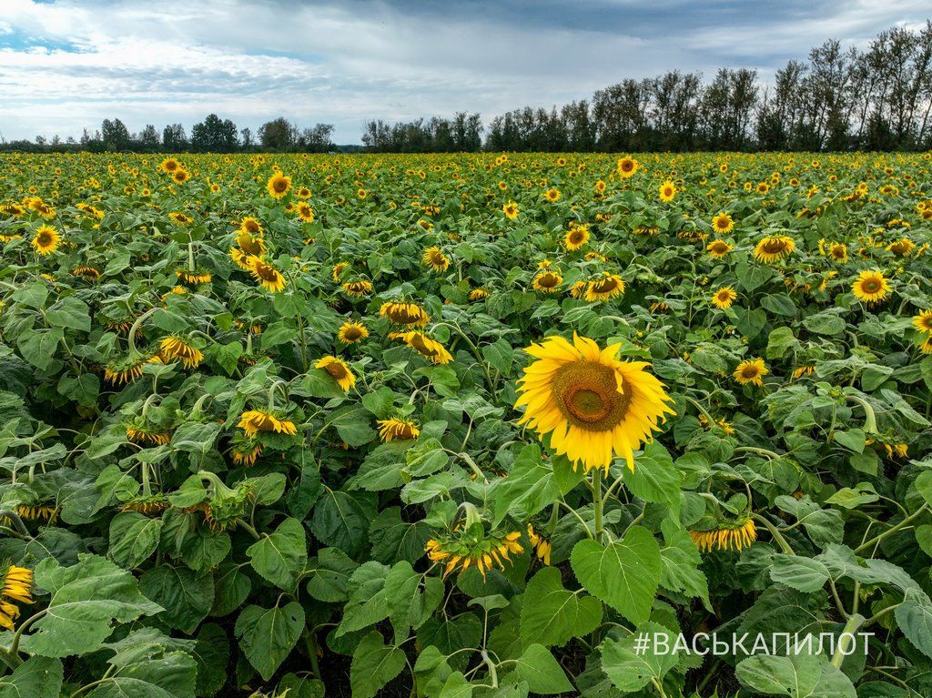Поле подсолнухов в Брестской области