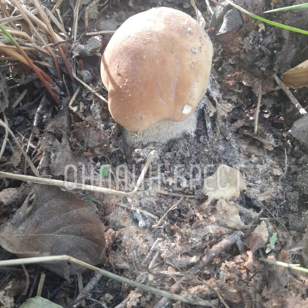 Читатель: Вот так сходили мы по грибы. Кобринский и Жабинковский район