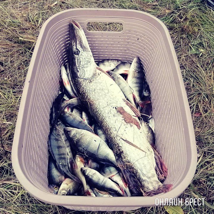 Читатель: Брестский кубок по ловле хищной рыбы с берега «Западный кордон 2021» (13 ноября, 2021 год)