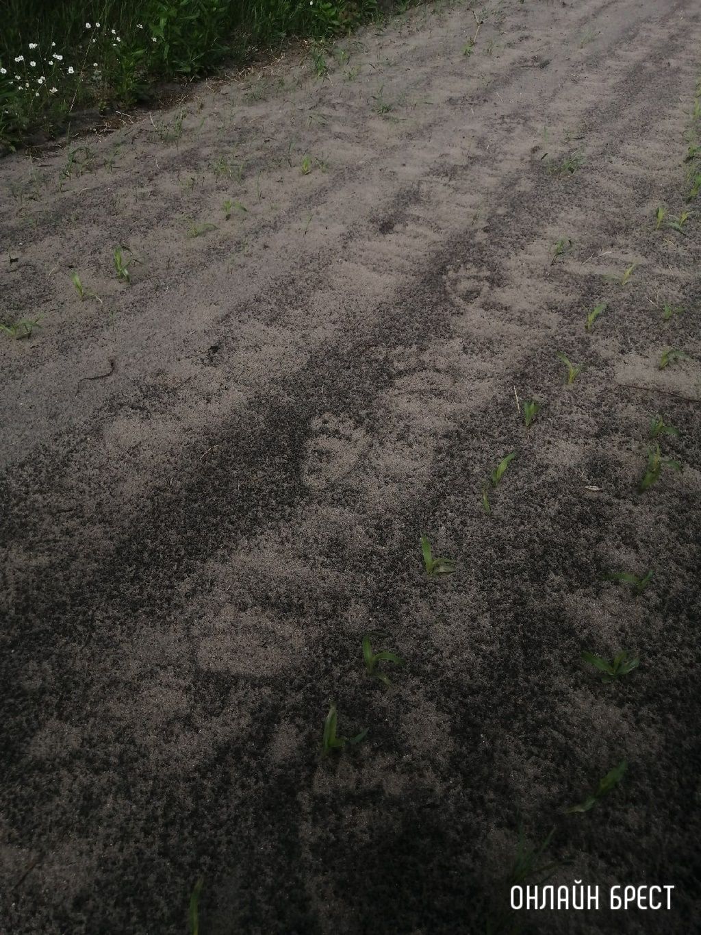 Читатель: Следы медведя? Фото сделаны в Жабинковском районе