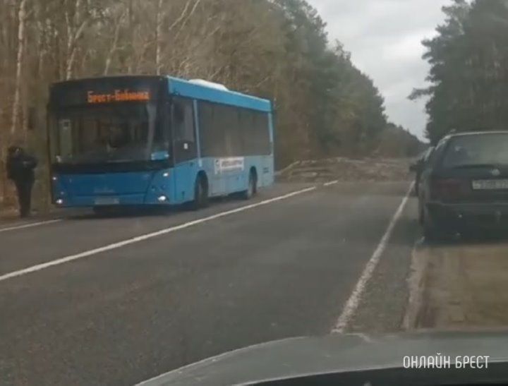 Очевидец: В сторону Бреста от Лыщиц за поворотом на дороге лежит дерево