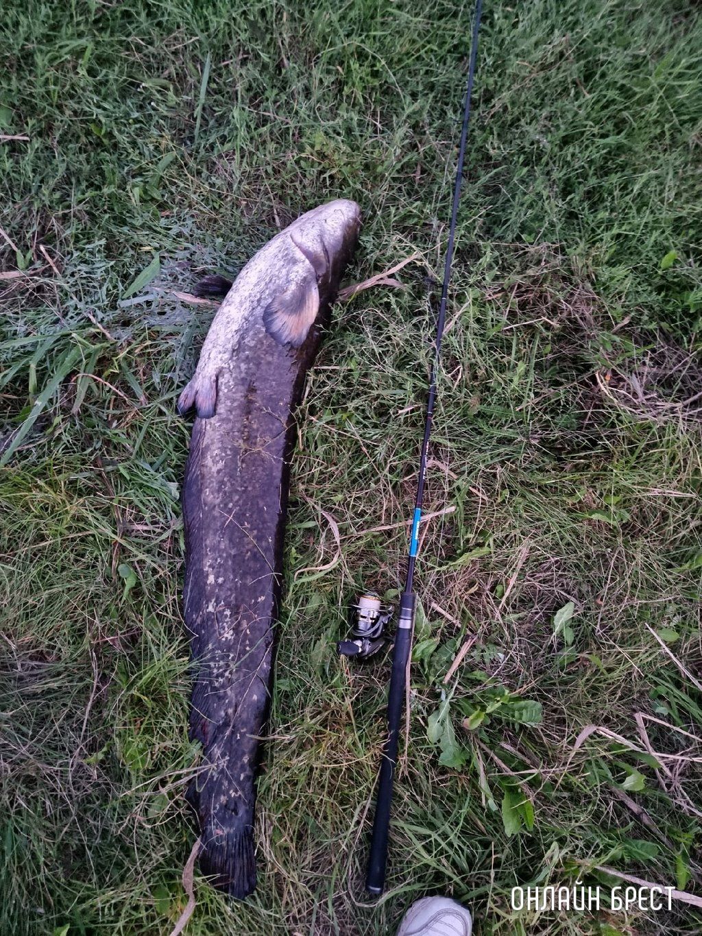 Читатель: Город Жабинка. Вчера был пойман сом. Вес: 15,03 кг. Длина: 122.7 см.