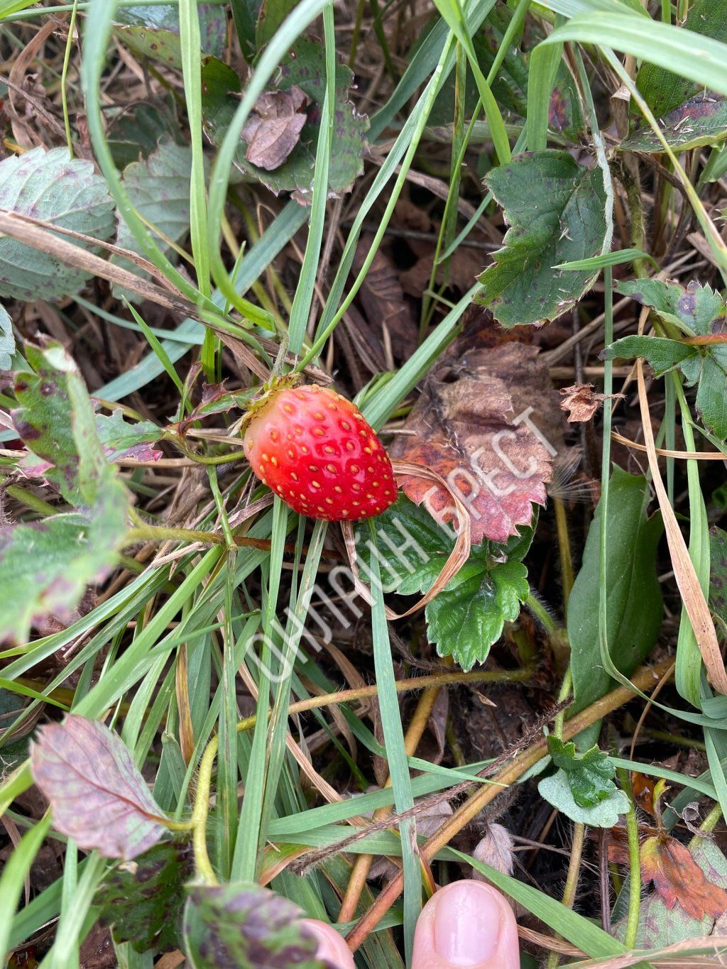 Читатель: Осенняя клубника :)) Фото сделаны сегодня недалеко от Бреста