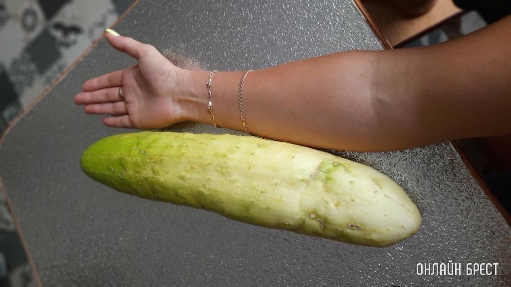 Вот такой огромный огурец вырос в д.Войская, Каменецкий р-н