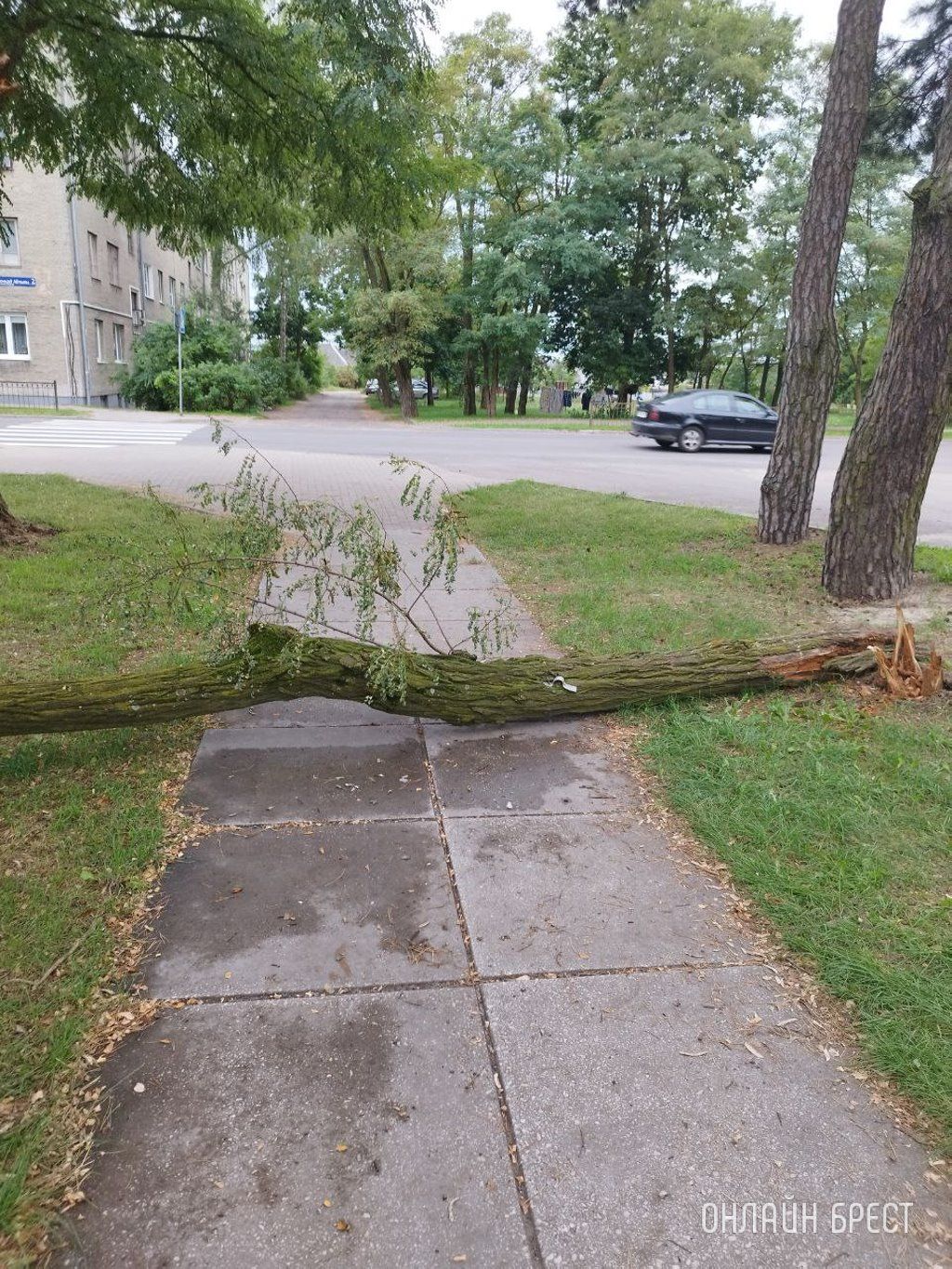Читатель: Брест, ул.Защитников Отечества, д.1. Уже несколько дней лежит дерево и мешает прохожим