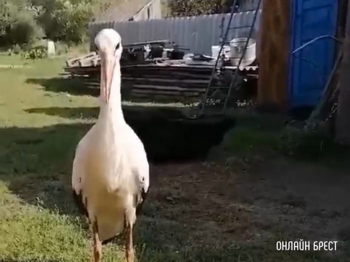 Читатель: Аист прилетел к людям. Брестская область, Пинский район, д. Ладорож.