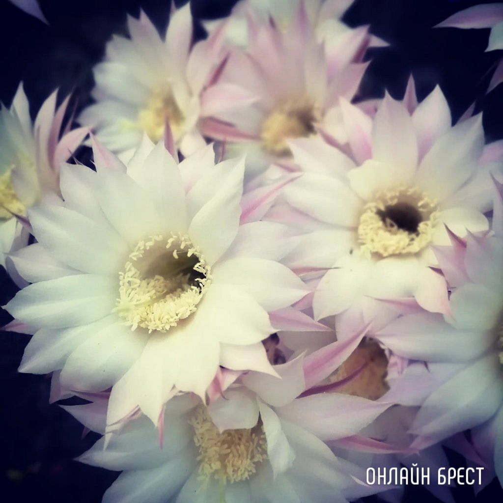 Читатель: Брестская область, Каменецкий район. Посмотрите, как красиво цветут кактусы